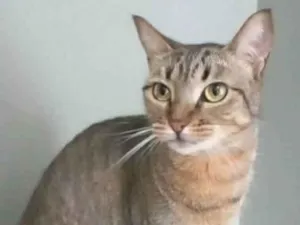 Gato raça srd tigradinha  idade 2 anos nome NALA