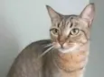NALA
