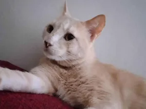 Gato raça SRD  idade 2 anos nome Sol