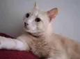 Sol