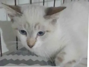 Gato raça SRD  idade 1 ano nome Bento - olhos Azuis 