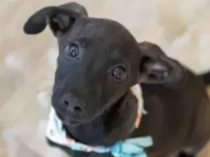 Cachorro raça Mestico  idade Abaixo de 2 meses nome Zeus 