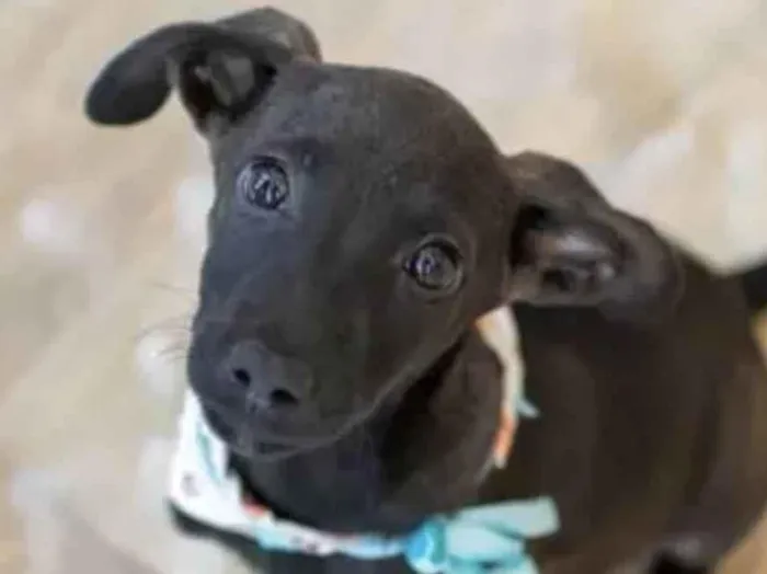 Cachorro ra a Mestico  idade Abaixo de 2 meses nome Zeus 