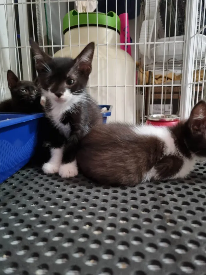 Gato ra a SRD-ViraLata idade 2 a 6 meses nome Princesinha frajola