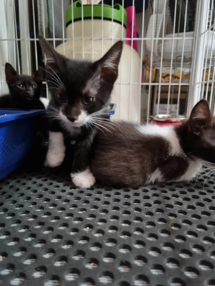 Gato ra a SRD-ViraLata idade 2 a 6 meses nome Princesinha frajola