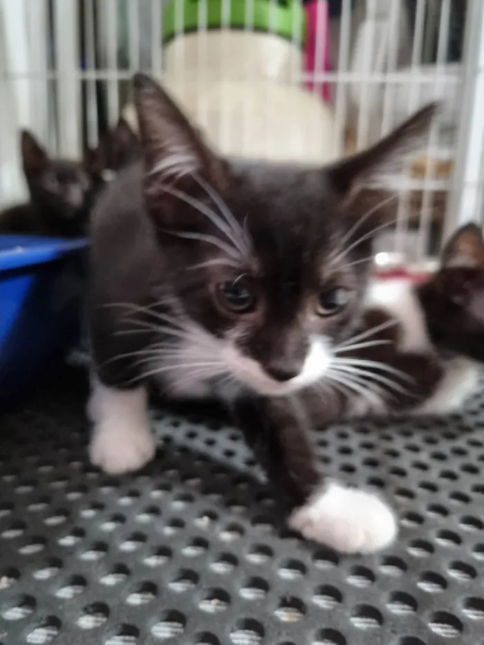 Gato ra a SRD-ViraLata idade 2 a 6 meses nome Princesinha frajola
