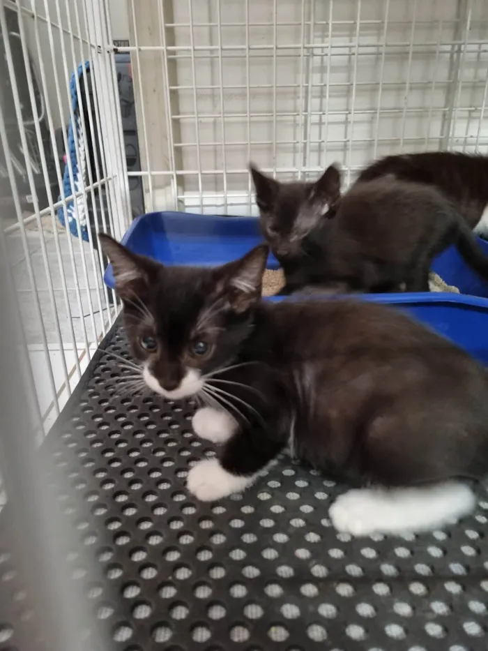 Gato ra a SRD-ViraLata idade 2 a 6 meses nome Princesinha frajola