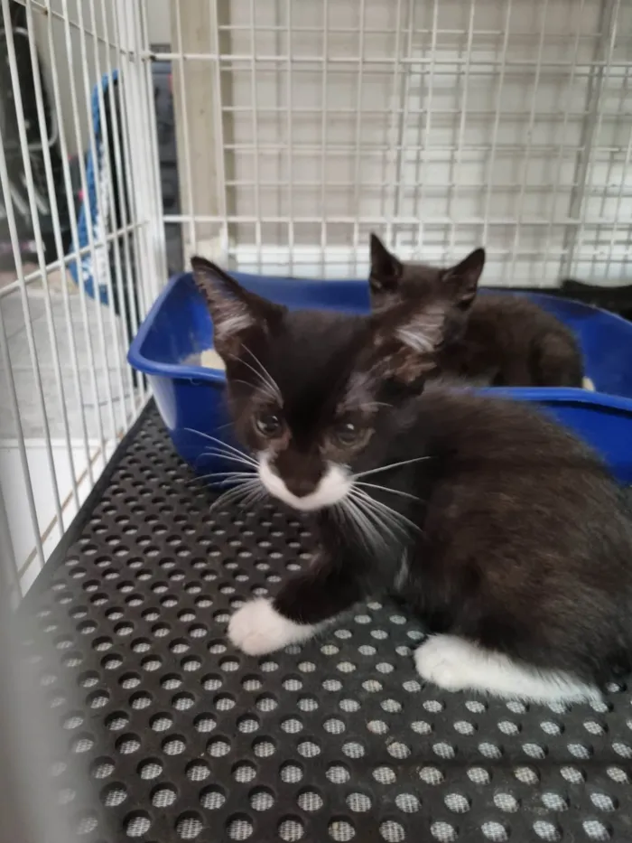 Gato ra a SRD-ViraLata idade 2 a 6 meses nome Princesinha frajola
