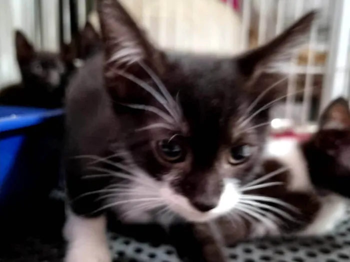 Gato ra a SRD-ViraLata idade 2 a 6 meses nome Princesinha frajola