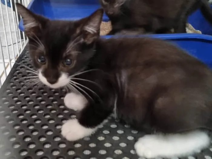 Gato ra a SRD-ViraLata idade 2 a 6 meses nome Princesinha frajola