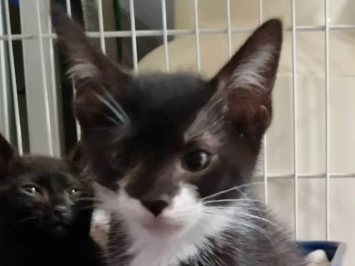 Gato ra a SRD-ViraLata idade 2 a 6 meses nome Princesinha frajola