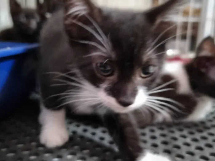 Gato ra a SRD-ViraLata idade 2 a 6 meses nome Princesinha frajola