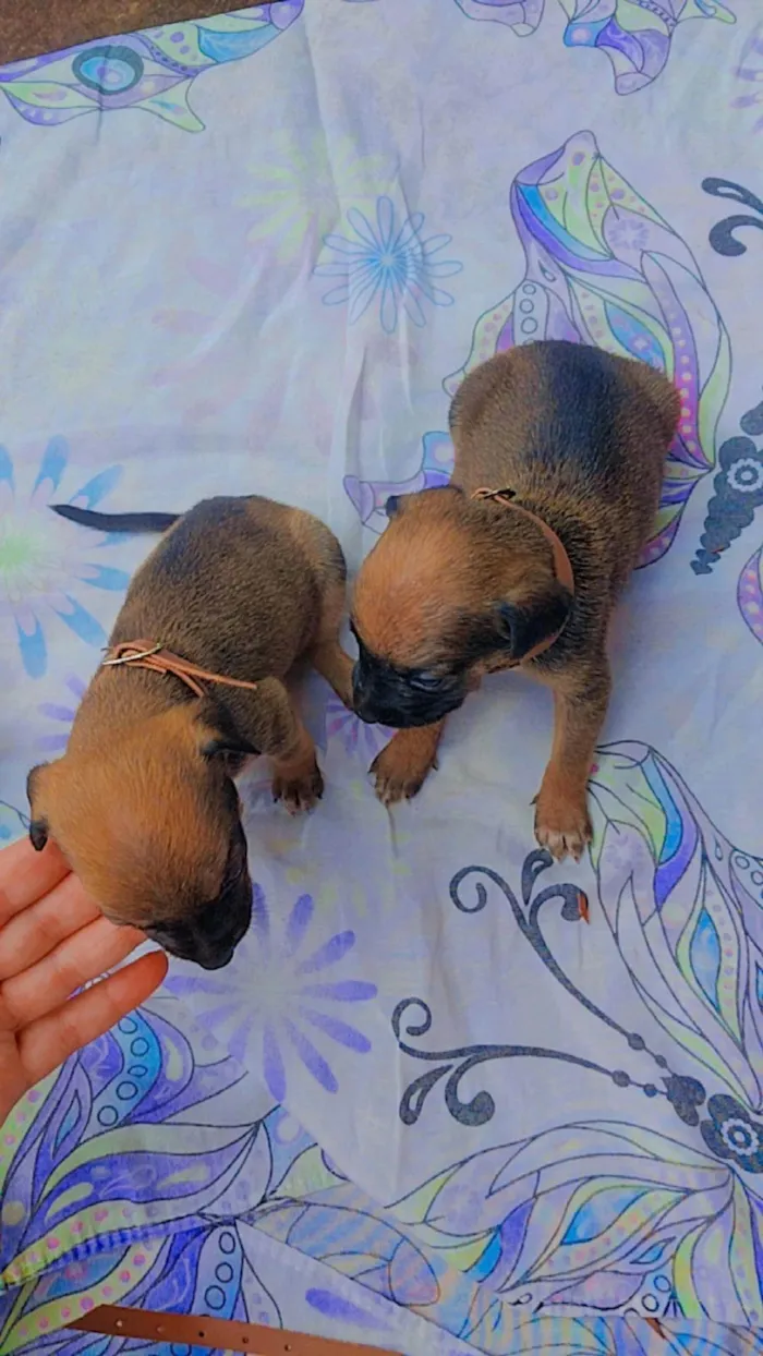 Cachorro ra a SRD idade Abaixo de 2 meses nome 5 filhotes