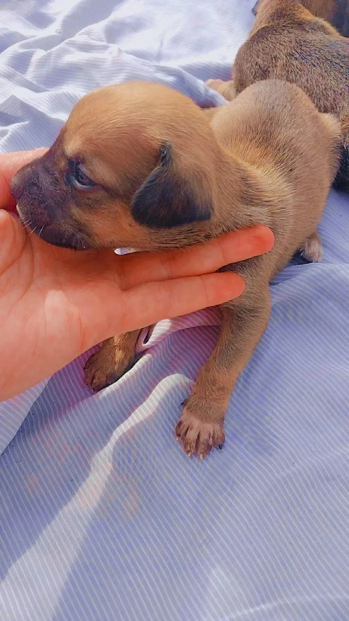 Cachorro ra a SRD idade Abaixo de 2 meses nome 5 filhotes