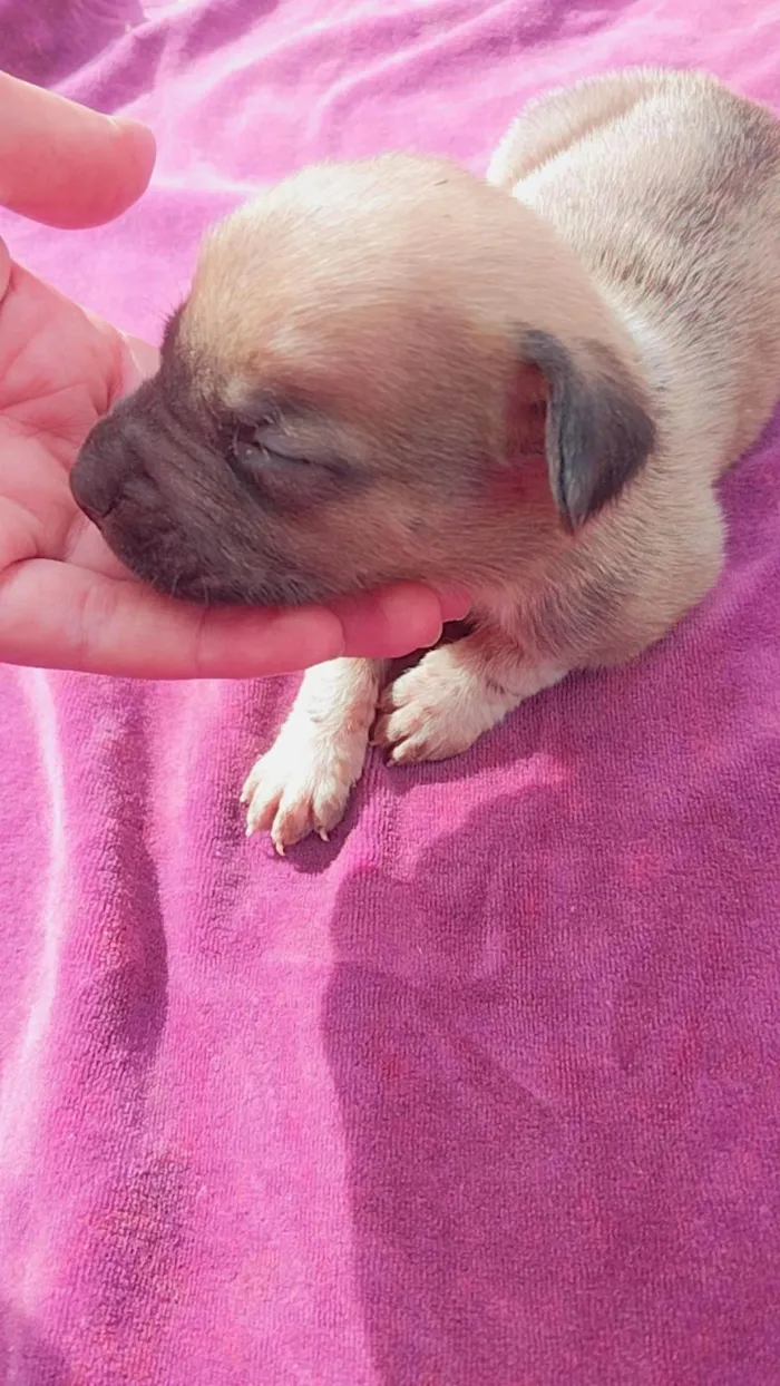 Cachorro ra a SRD idade Abaixo de 2 meses nome 5 filhotes