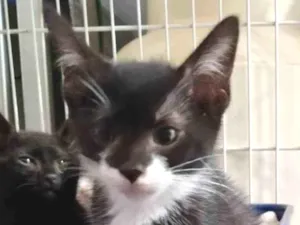 Gato raça SRD-ViraLata idade 2 a 6 meses nome Princesinha frajola