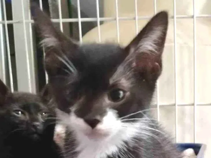 Gato ra a SRD-ViraLata idade 2 a 6 meses nome Princesinha frajola