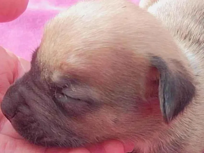 Cachorro ra a SRD idade Abaixo de 2 meses nome 5 filhotes