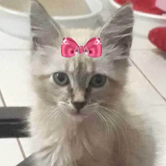 Gato ra a Mestica  idade 2 a 6 meses nome Mimi 