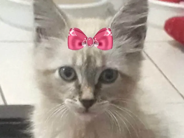 Gato ra a Mestica  idade 2 a 6 meses nome Mimi 