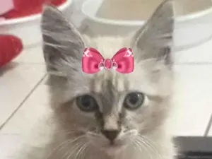 Gato raça Mestica  idade 2 a 6 meses nome Mimi 