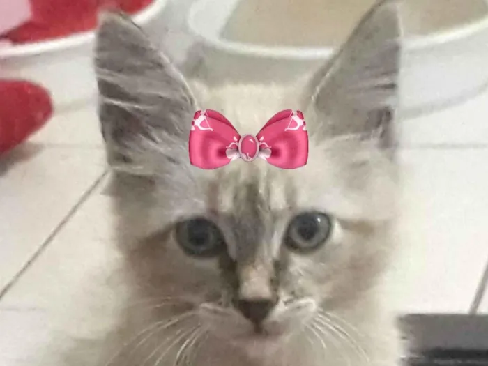 Gato ra a Mestica  idade 2 a 6 meses nome Mimi 