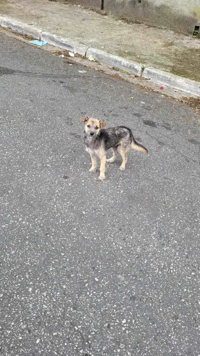 Cachorro raça SRD-ViraLata idade 2 a 6 meses nome Sem nome