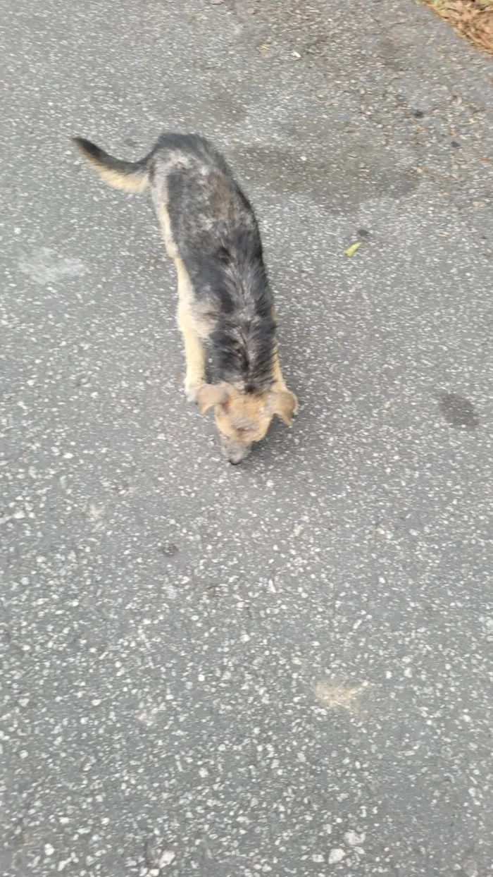 Cachorro raça SRD-ViraLata idade 2 a 6 meses nome Sem nome