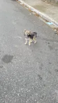 Cachorro raça SRD-ViraLata idade 2 a 6 meses nome Sem nome
