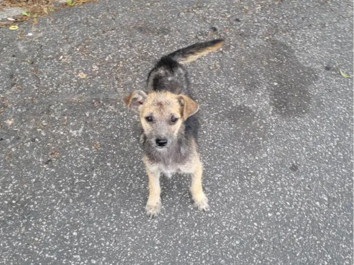 Cachorro raça SRD-ViraLata idade 2 a 6 meses nome Sem nome