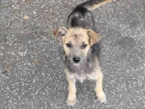 Cachorro raça SRD-ViraLata idade 2 a 6 meses nome Sem nome