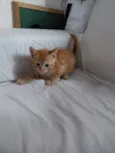 Gatos