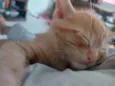 Gatos