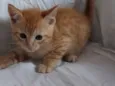 Gatos