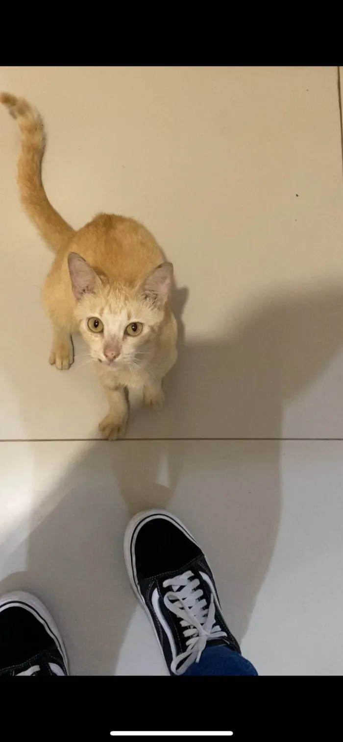 Gato raça Siamês idade 7 a 11 meses nome neneca 
