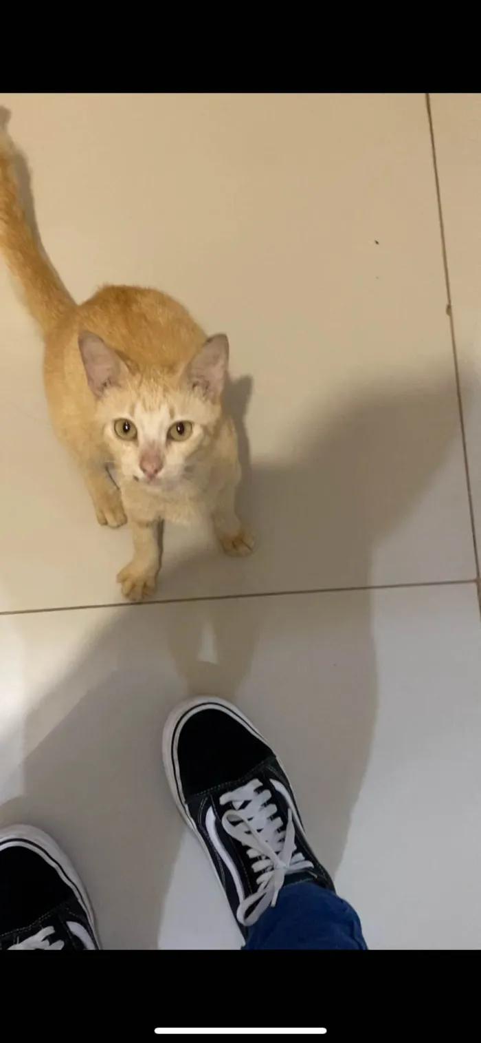 Gato raça Siamês idade 7 a 11 meses nome neneca 