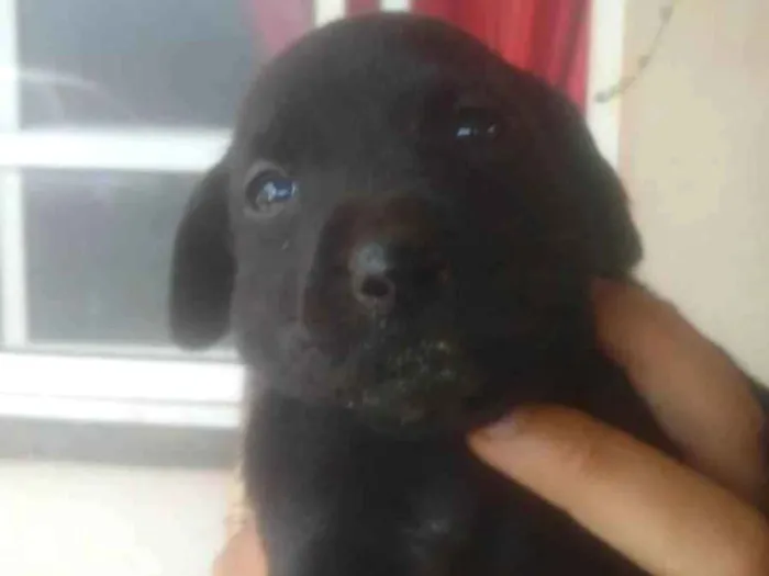 Cachorro ra a Labrador com Boxer  idade Abaixo de 2 meses nome Lana