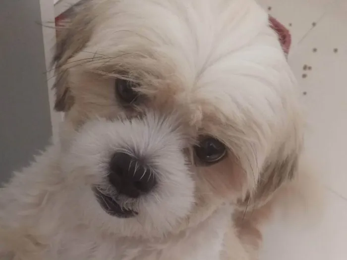 Cachorro ra a Shitzu idade 2 anos nome Paçoca 