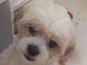 Cachorro raça Shitzu idade 2 anos nome Paçoca 