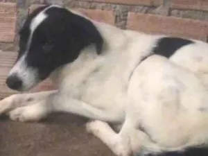 Cachorro raça SRD-ViraLata idade 7 a 11 meses nome KAKAU