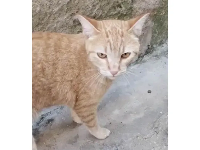 Gato raça Srd idade 1 ano nome Sol