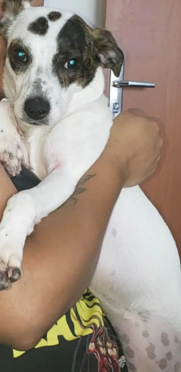 Cachorro ra a misturado  idade 7 a 11 meses nome lupita