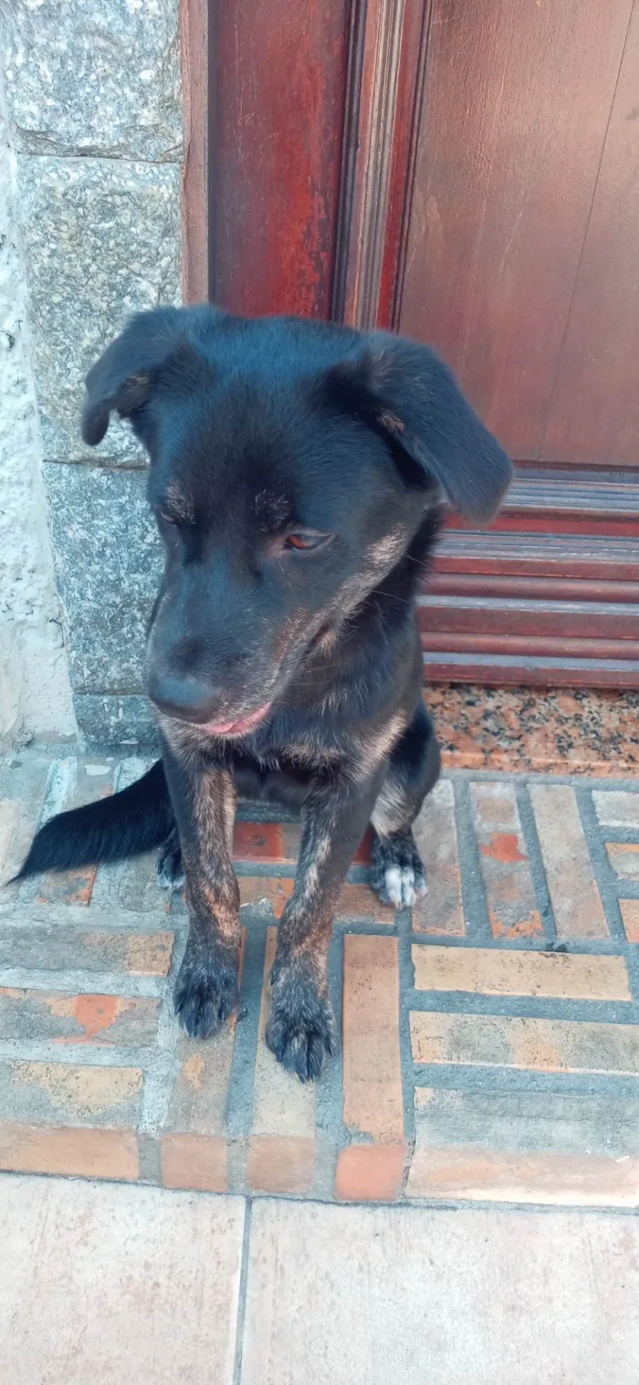 Cachorro ra a Pastor com akita idade 2 a 6 meses nome Mel