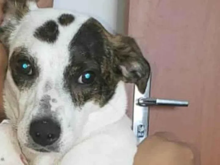 Cachorro ra a misturado  idade 7 a 11 meses nome lupita