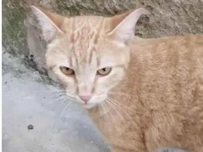 Gato raça Srd idade 1 ano nome Sol