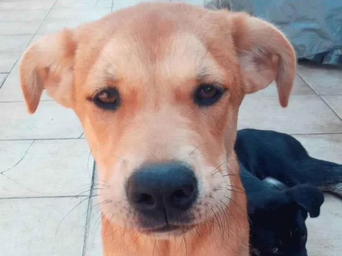 Cachorro ra a Pastor com akita idade 2 a 6 meses nome Mel