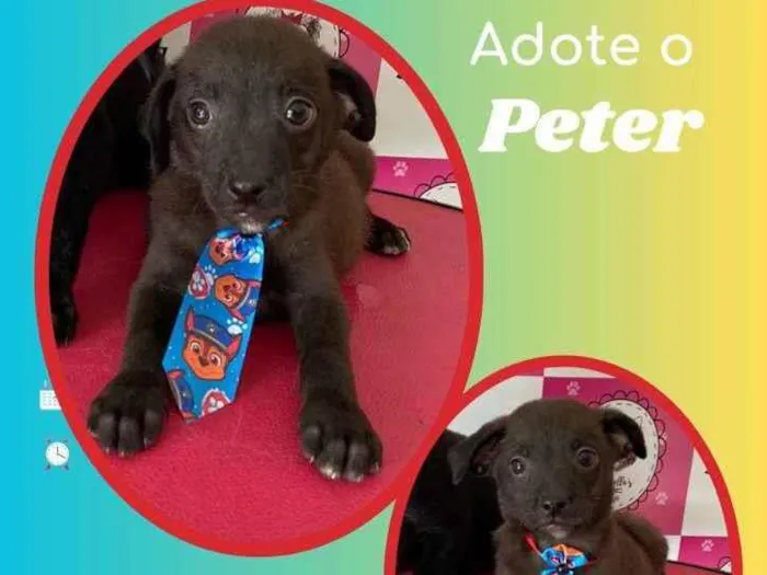 Cachorro raça SRD idade 2 a 6 meses nome Peter