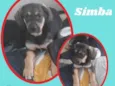Cachorro raça SRD idade 2 a 6 meses nome Simba 