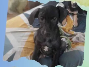 Cachorro raça SRD idade 2 a 6 meses nome Oscar 