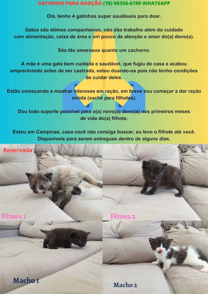 Gato ra a SEM RAÇA DEFINIDA idade Abaixo de 2 meses nome SEM NOME DEFINIDO